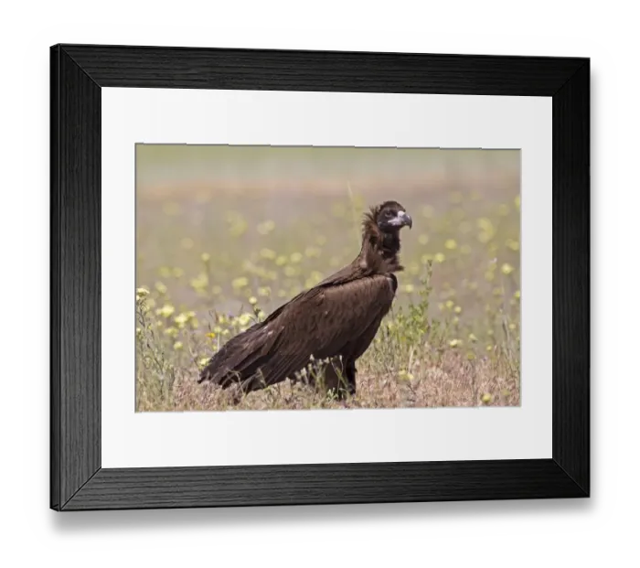 Framed Print : Eurasian Black Vulture (Aegypius monachus) juvenile, standing in field, Castilla y Leon, Spain, May Framed Print : Eurasian Black Vulture (Aegypius monachus) juvenile, standing in field, Castilla y Leon, Spain, May