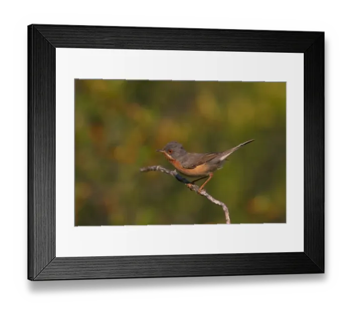 Framed Print : Subalpine Warbler (Sylvia cantillans) adult male, perched on twig, Castilla y Leon, Spain, May Framed Print : Subalpine Warbler (Sylvia cantillans) adult male, perched on twig, Castilla y Leon, Spain, May