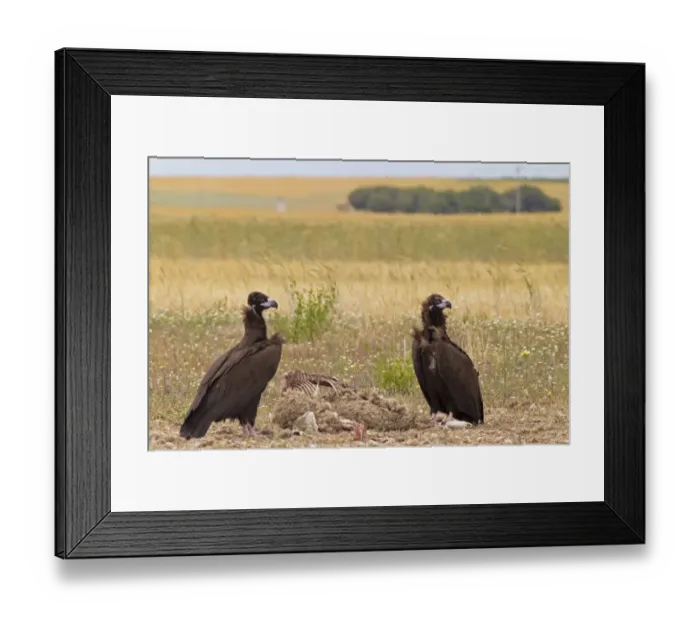 Framed Print : Eurasian Black Vulture (Aegypius monachus) two juveniles, feeding at sheep carcass, Castilla y Leon, Spain, May Framed Print : Eurasian Black Vulture (Aegypius monachus) two juveniles, feeding at sheep carcass, Castilla y Leon, Spain, May