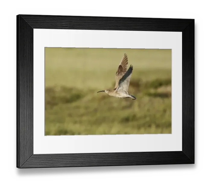 Framed Print : Whimbrel (Numenius phaeopus) adult, in flight, Iceland, June Framed Print : Whimbrel (Numenius phaeopus) adult, in flight, Iceland, June