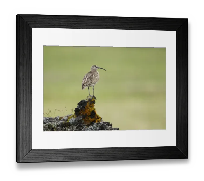 Framed Print : Whimbrel (Numenius phaeopus) adult, standing on lava rock, Iceland, June Framed Print : Whimbrel (Numenius phaeopus) adult, standing on lava rock, Iceland, June