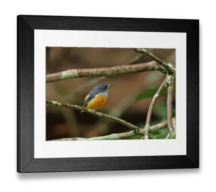 Framed Print : Orange-bellied Flowerpecker (Dicaeum trigonostigma trigonostigma) adult male, perched on twig, Way Kambas N. P Framed Print : Orange-bellied Flowerpecker (Dicaeum trigonostigma trigonostigma) adult male, perched on twig, Way Kambas N. P