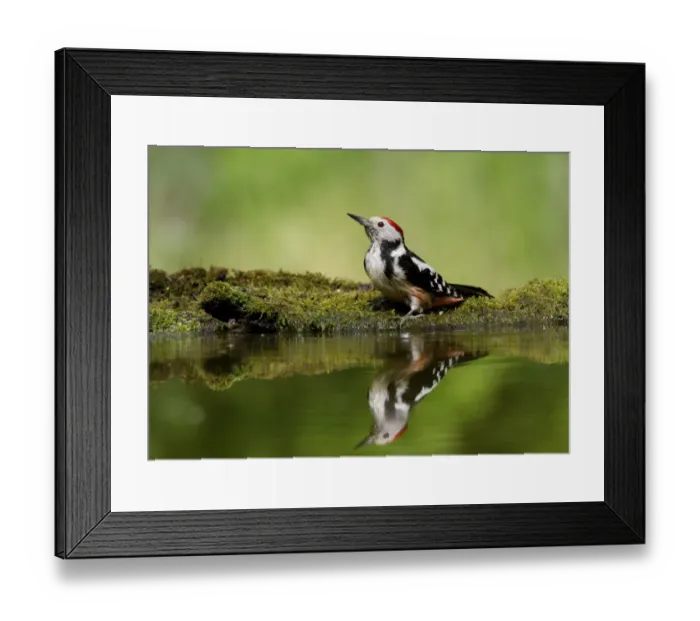 Framed Print : Middle Spotted Woodpecker (Dendrocopos medius) adult, drinking at pool in woodland, Hortobagy N. P. Hungary, April