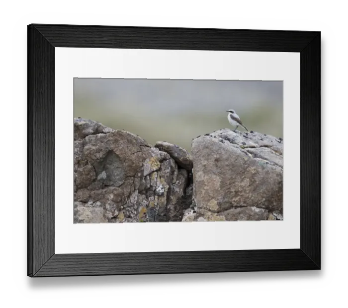 Framed Print : Northern Wheatear (Oenanthe oenanthe) adult male, breeding plumage, standing on rocks, Iceland, June