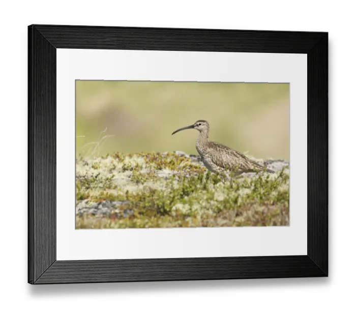 Framed Print : Whimbrel (Numenius phaeopus) adult, standing on tundra breeding ground, Iceland, June Framed Print : Whimbrel (Numenius phaeopus) adult, standing on tundra breeding ground, Iceland, June
