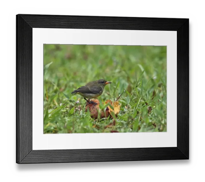 Framed Print : Orange-bellied Flowerpecker (Dicaeum trigonostigma trigonostigma) adult female, feeding on fallen fruit Framed Print : Orange-bellied Flowerpecker (Dicaeum trigonostigma trigonostigma) adult female, feeding on fallen fruit