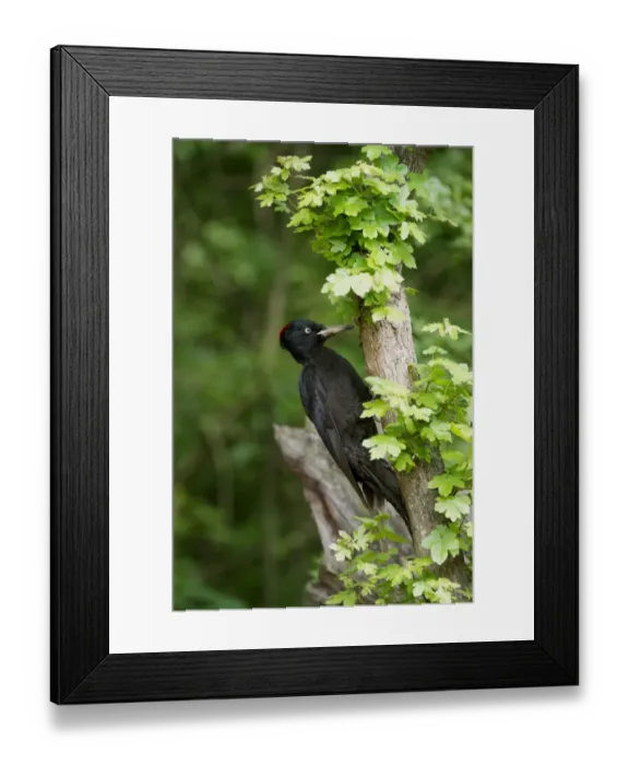 Framed Print : Black Woodpecker (Dryocopus martius) adult female, foraging on branch in woodland, Hortobagy N. P. Hungary, April Framed Print : Black Woodpecker (Dryocopus martius) adult female, foraging on branch in woodland, Hortobagy N. P. Hungary, April