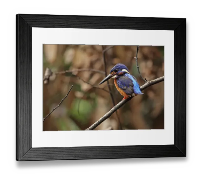 Framed Print : Blue-eared Kingfisher (Alcedo meninting meninting) adult male, with tail cocked, perched on branch, Way Kambas N. P