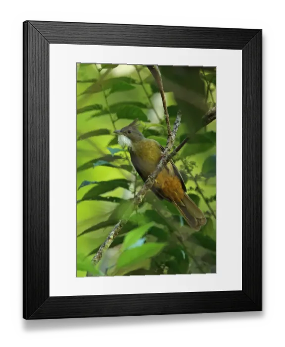 Framed Print : Ochraceous Bulbul (Alophoixus ochraceus sumatranus) adult, with crest raised and throat puffed out, perched on twig Framed Print : Ochraceous Bulbul (Alophoixus ochraceus sumatranus) adult, with crest raised and throat puffed out, perched on twig
