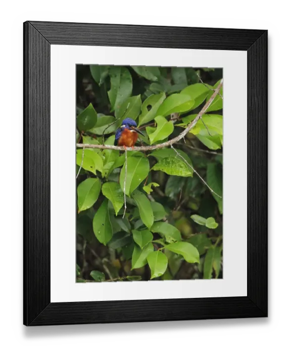 Framed Print : Blue-eared Kingfisher (Alcedo meninting meninting) adult male, perched on branch, Way Kambas N. P Framed Print : Blue-eared Kingfisher (Alcedo meninting meninting) adult male, perched on branch, Way Kambas N. P