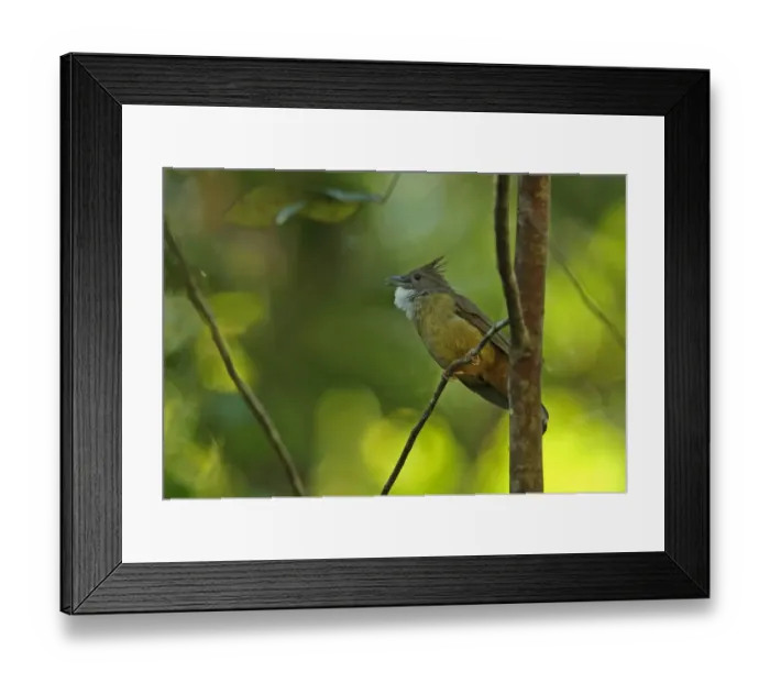 Framed Print : Ochraceous Bulbul (Alophoixus ochraceus sumatranus) adult, singing, perched on twig, Kerinci Seblat N. P
