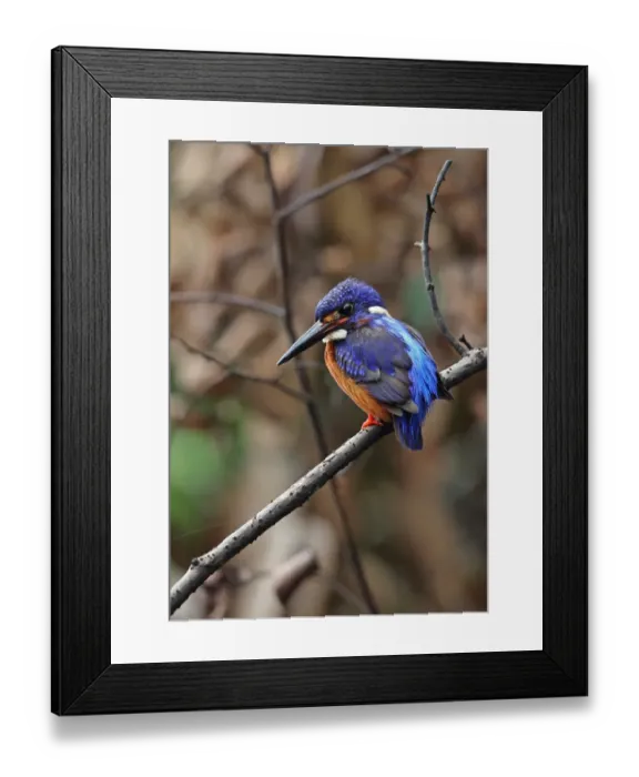 Framed Print : Blue-eared Kingfisher (Alcedo meninting meninting) adult male, perched on branch, Way Kambas N. P Framed Print : Blue-eared Kingfisher (Alcedo meninting meninting) adult male, perched on branch, Way Kambas N. P