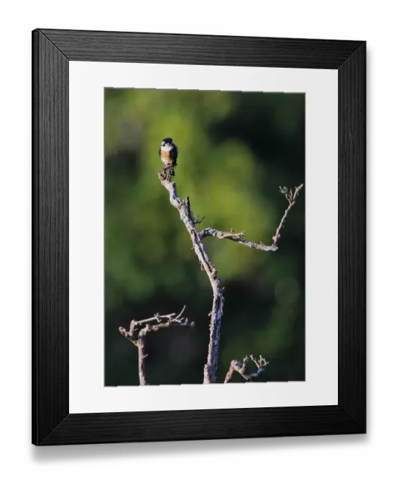 Framed Print : Black-thighed Falconet (Microhierax fringillarius) adult, perched on dead tree, Kerinci Seblat N. P Framed Print : Black-thighed Falconet (Microhierax fringillarius) adult, perched on dead tree, Kerinci Seblat N. P