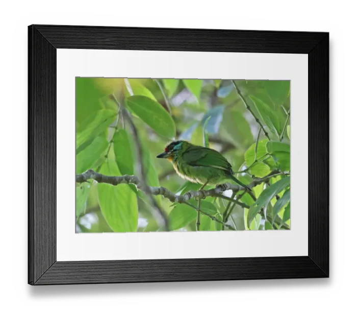 Framed Print : Black-browed Barbet (Megalaima oorti oorti) adult, perched on twig, Kerinci Seblat N. P