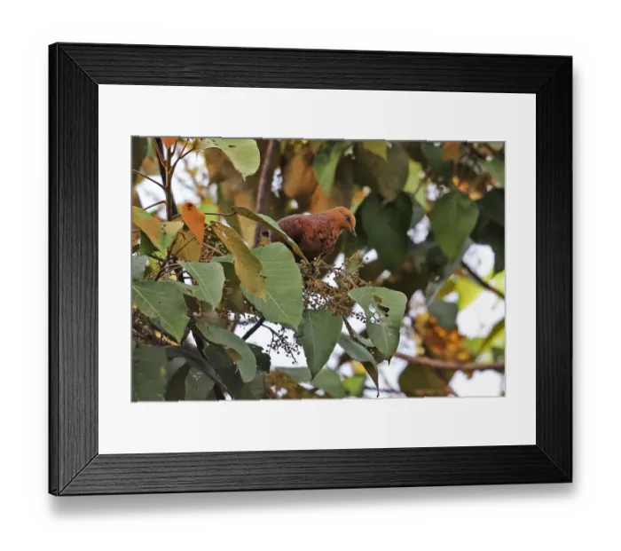 Framed Print : Little Cuckoo-dove (Macropygia ruficeps sumatrana) adult, feeding in fruiting tree, Kerinci Seblat N. P Framed Print : Little Cuckoo-dove (Macropygia ruficeps sumatrana) adult, feeding in fruiting tree, Kerinci Seblat N. P