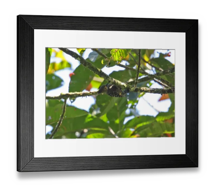 Framed Print : Buff-rumped Woodpecker (Meiglyptes tristis grammithorax) adult female, clinging under branch, Kerinci Seblat N. P Framed Print : Buff-rumped Woodpecker (Meiglyptes tristis grammithorax) adult female, clinging under branch, Kerinci Seblat N. P