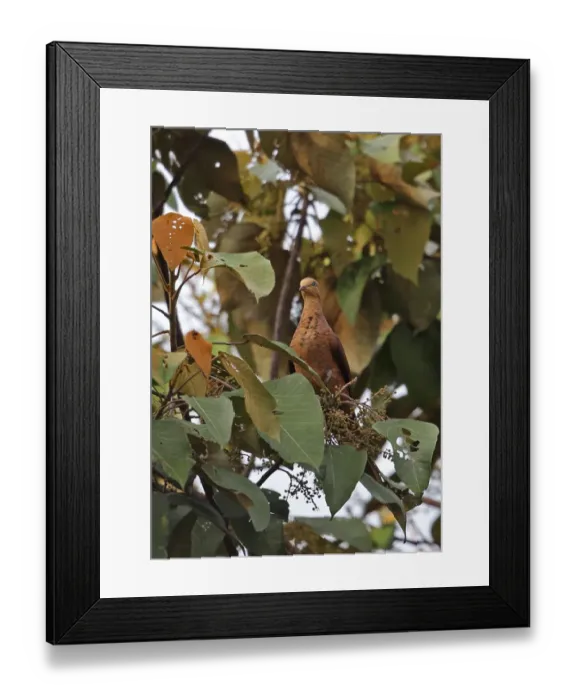 Framed Print : Little Cuckoo-dove (Macropygia ruficeps sumatrana) adult, feeding in fruiting tree, Kerinci Seblat N. P