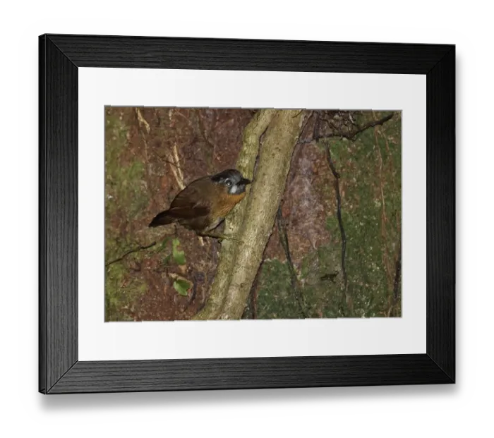 Framed Print : Grey-throated Babbler (Stachyris nigriceps larvata) adult, clinging to vine, Kerinci Seblat N. P Framed Print : Grey-throated Babbler (Stachyris nigriceps larvata) adult, clinging to vine, Kerinci Seblat N. P