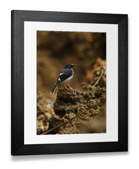Framed Print : Sunda Forktail (Enicurus velatus sumatranus) adult male, perched on clod of soil, Kerinci Seblat N. P Framed Print : Sunda Forktail (Enicurus velatus sumatranus) adult male, perched on clod of soil, Kerinci Seblat N. P