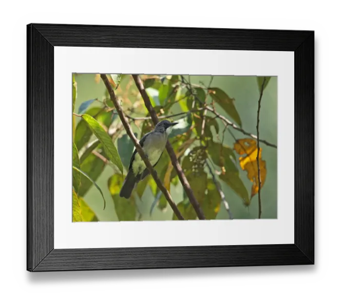 Framed Print : Cinereous Bulbul (Hemixos cinereus cinereus) adult, perched on twig, Kerinci Seblat N. P