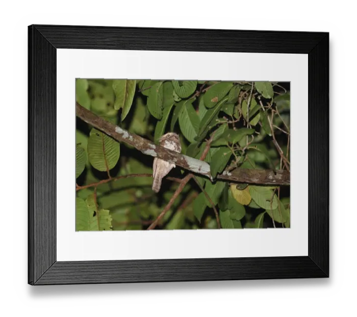 Framed Print : Blyths Frogmouth (Batrachostomus affinis) adult male, perched on branch, Way Kambas N. P Framed Print : Blyths Frogmouth (Batrachostomus affinis) adult male, perched on branch, Way Kambas N. P