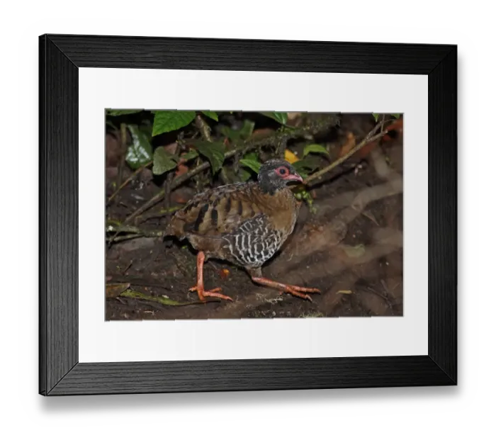 Framed Print : Red-billed Partridge (Arborophila rubrirostris) adult, walking on forest floor, Mount Kerinci, Kerinci Seblat N. P Framed Print : Red-billed Partridge (Arborophila rubrirostris) adult, walking on forest floor, Mount Kerinci, Kerinci Seblat N. P