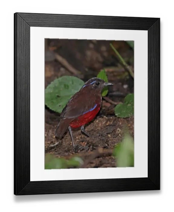 Framed Print : Graceful Pitta (Pitta venusta) adult, standing on forest floor, Kerinci Seblat N. P Framed Print : Graceful Pitta (Pitta venusta) adult, standing on forest floor, Kerinci Seblat N. P
