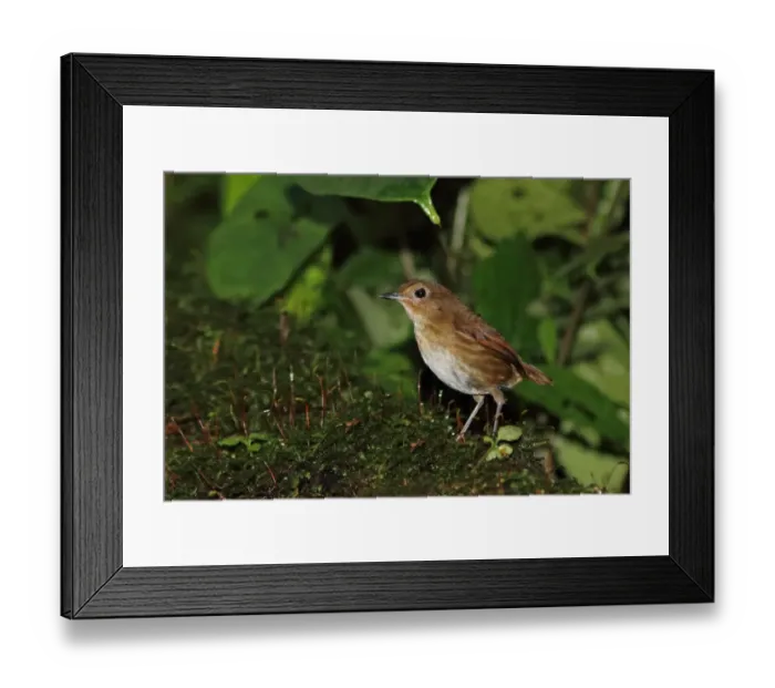 Framed Print : Lesser Shortwing (Brachypteryx leucophris leucophris) adult, standing on mossy log, Kerinci Seblat N. P