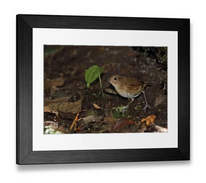 Framed Print : Lesser Shortwing (Brachypteryx leucophris leucophris) adult, standing on forest floor, Kerinci Seblat N. P Framed Print : Lesser Shortwing (Brachypteryx leucophris leucophris) adult, standing on forest floor, Kerinci Seblat N. P