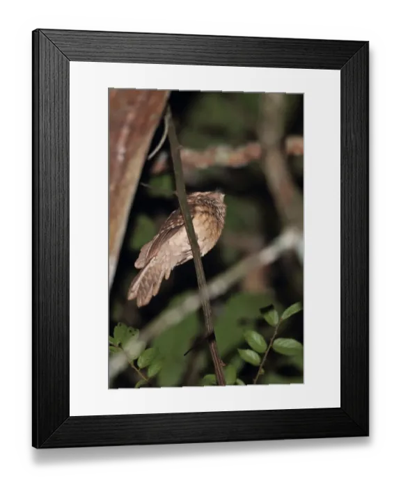 Framed Print : Goulds Frogmouth (Batrachostomus stellatus) adult, perched on twig, Way Kambas N. P