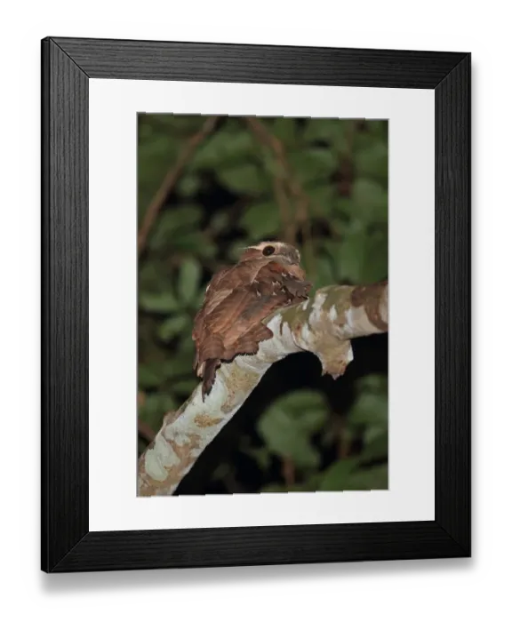 Framed Print : Large Frogmouth (Batrachostomus auritus) adult, perched on branch, Way Kambas N. P Framed Print : Large Frogmouth (Batrachostomus auritus) adult, perched on branch, Way Kambas N. P