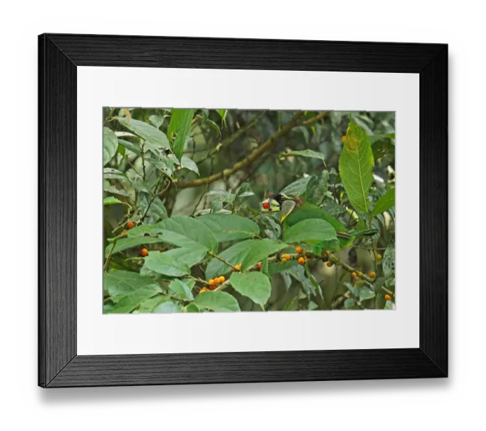Framed Print : Fire-tufted Barbet (Psilopogon pyrolophus) adult, feeding on fruit, Kerinci Seblat N. P Framed Print : Fire-tufted Barbet (Psilopogon pyrolophus) adult, feeding on fruit, Kerinci Seblat N. P