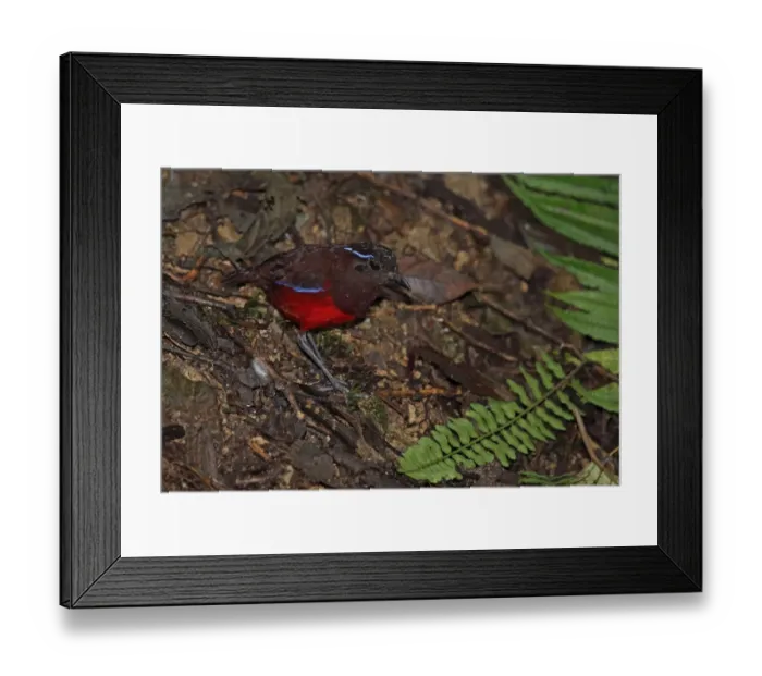 Framed Print : Graceful Pitta (Pitta venusta) adult, standing on forest floor, Kerinci Seblat N. P