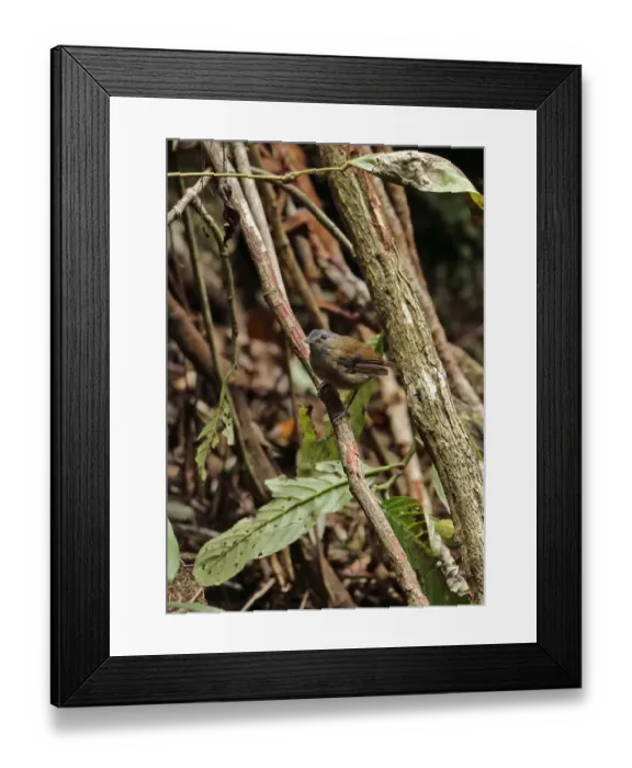 Framed Print : Horsfields Babbler (Malacocincla sepiaria barussana) adult, perched on branch, Kerinci Seblat N. P