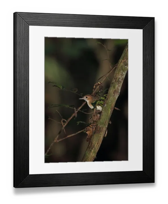 Framed Print : Ferruginous Babbler (Trichastoma bicolor) adult, perched on twig, Way Kambas N. P Framed Print : Ferruginous Babbler (Trichastoma bicolor) adult, perched on twig, Way Kambas N. P