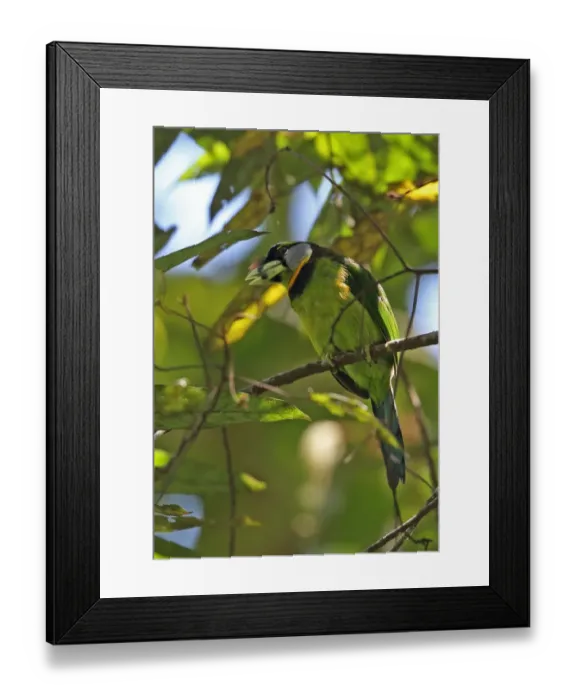 Framed Print : Fire-tufted Barbet (Psilopogon pyrolophus) adult, perched on twig, Kerinci Seblat N. P Framed Print : Fire-tufted Barbet (Psilopogon pyrolophus) adult, perched on twig, Kerinci Seblat N. P