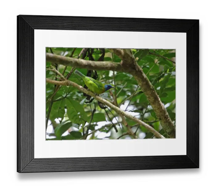 Framed Print : Blue-masked Leafbird (Chloropsis venusta) adult male, perched on branch, Kerinci Seblat N. P Framed Print : Blue-masked Leafbird (Chloropsis venusta) adult male, perched on branch, Kerinci Seblat N. P