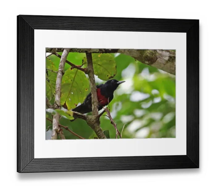 Framed Print : Black-and-crimson Oriole (Oriolus cruentus consanguineus) adult male, perched on branch, Kerinci Seblat N. P Framed Print : Black-and-crimson Oriole (Oriolus cruentus consanguineus) adult male, perched on branch, Kerinci Seblat N. P