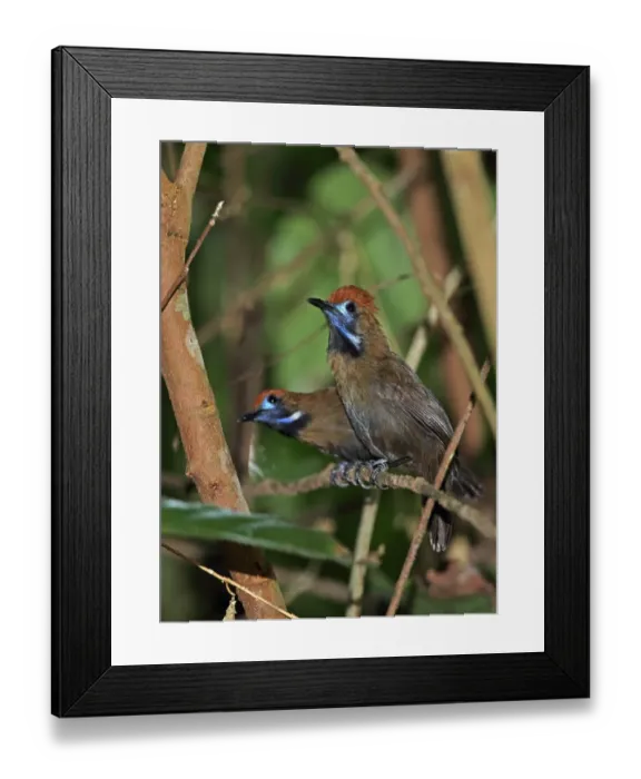 Framed Print : Fluffy-backed Tit-babbler (Macronus ptilosus ptilosus) two adults, perched on twig, Way Kambas N. P Framed Print : Fluffy-backed Tit-babbler (Macronus ptilosus ptilosus) two adults, perched on twig, Way Kambas N. P