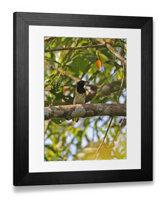 Framed Print : Dark-throated Oriole (Oriolus xanthonotus xanthonotus) adult male, perched on branch, Way Kambas N. P Framed Print : Dark-throated Oriole (Oriolus xanthonotus xanthonotus) adult male, perched on branch, Way Kambas N. P