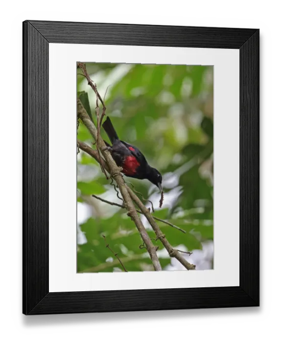 Framed Print : Black-and-crimson Oriole (Oriolus cruentus consanguineus) adult male, with caterpillar in beak, perched on vine Framed Print : Black-and-crimson Oriole (Oriolus cruentus consanguineus) adult male, with caterpillar in beak, perched on vine