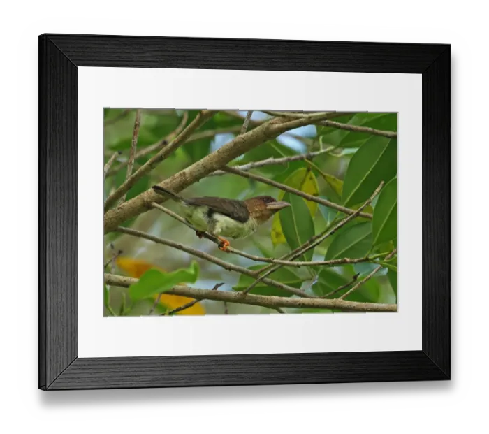 Framed Print : Brown Barbet (Calorhamphus fuliginosus hayii) adult, perched on twig, Way Kambas N. P Framed Print : Brown Barbet (Calorhamphus fuliginosus hayii) adult, perched on twig, Way Kambas N. P