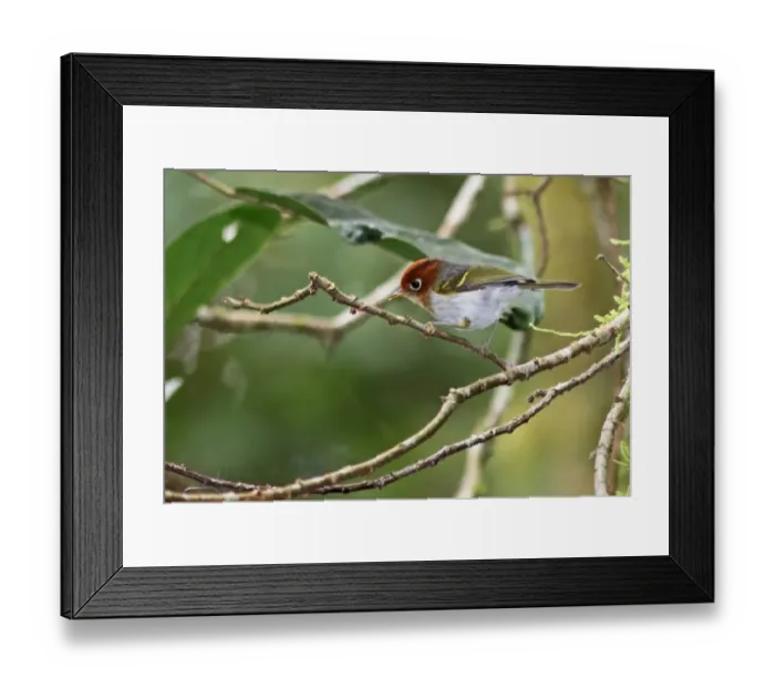 Framed Print : Sunda Warbler (Seicercus grammiceps sumartrensis) adult, perched on twig, Kerinci Seblat N. P Framed Print : Sunda Warbler (Seicercus grammiceps sumartrensis) adult, perched on twig, Kerinci Seblat N. P