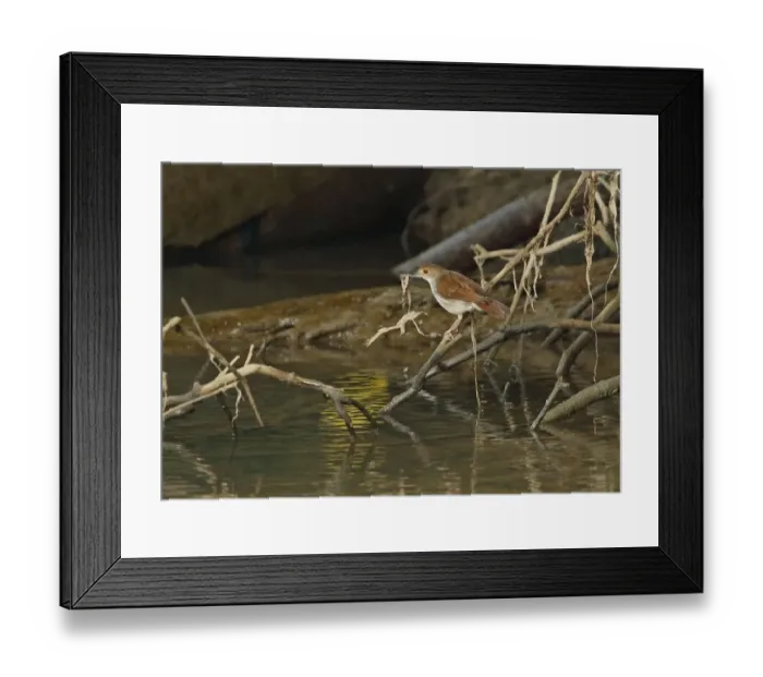 Framed Print : White-chested Babbler (Trichastoma rostratum rostratum) adult, collecting nesting material Framed Print : White-chested Babbler (Trichastoma rostratum rostratum) adult, collecting nesting material