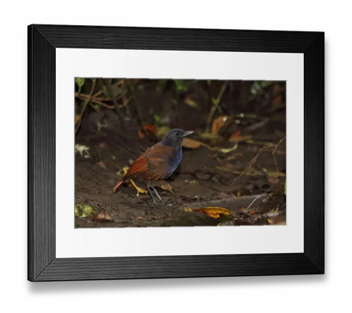 Framed Print : Brown-winged Whistling-thrush (Myophonus castaneus) adult male, standing on forest floor, Kerinci Seblat N. P
