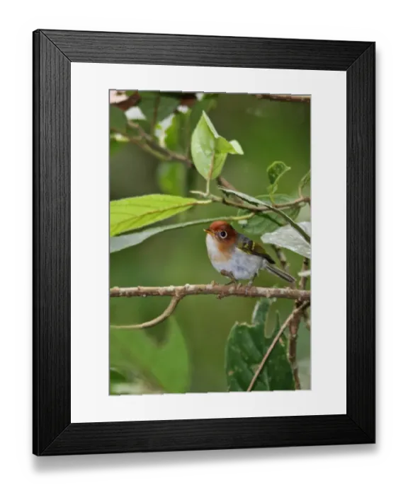 Framed Print : Sunda Warbler (Seicercus grammiceps sumartrensis) adult, perched on twig, Kerinci Seblat N. P