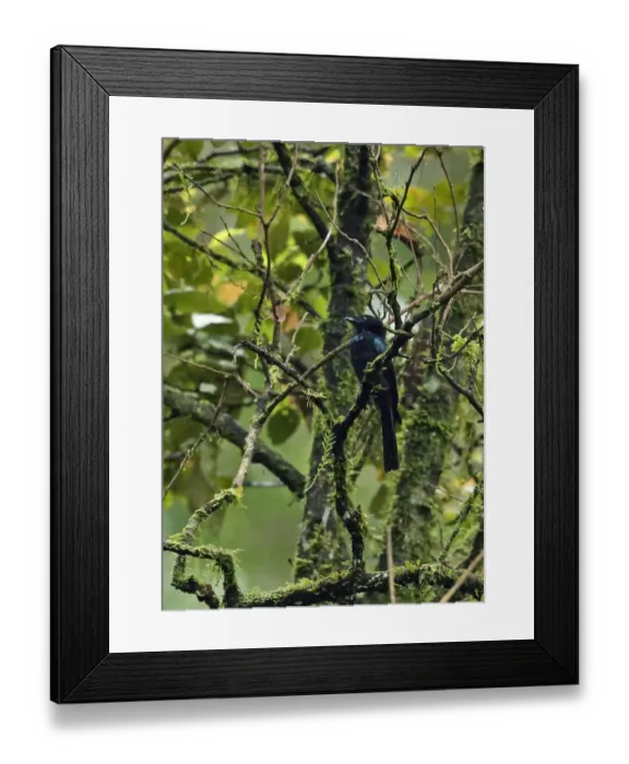 Framed Print : Sumatran Drongo (Dicrurus sumatranus sumatranus) adult, perched on branch, Kerinci Seblat N. P Framed Print : Sumatran Drongo (Dicrurus sumatranus sumatranus) adult, perched on branch, Kerinci Seblat N. P