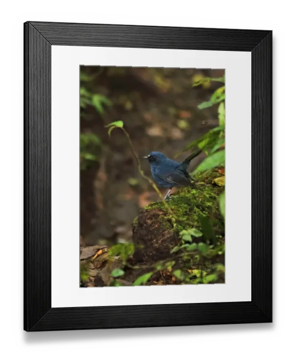 Framed Print : Sunda Robin (Myiomela diana sumatrana) adult male, standing on mossy log, Kerinci Seblat N. P Framed Print : Sunda Robin (Myiomela diana sumatrana) adult male, standing on mossy log, Kerinci Seblat N. P