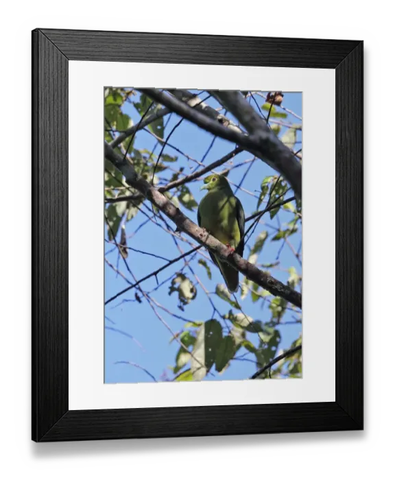 Framed Print : Sumatran Green-pigeon (Treron oxyurus) adult, perched on branch, Kerinci Seblat N. P Framed Print : Sumatran Green-pigeon (Treron oxyurus) adult, perched on branch, Kerinci Seblat N. P