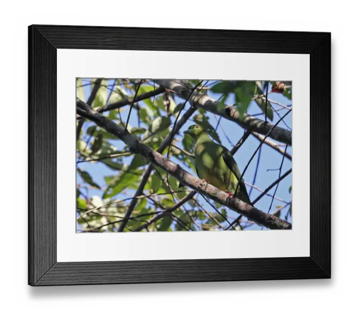 Framed Print : Sumatran Green-pigeon (Treron oxyurus) adult, perched on branch, Kerinci Seblat N. P Framed Print : Sumatran Green-pigeon (Treron oxyurus) adult, perched on branch, Kerinci Seblat N. P